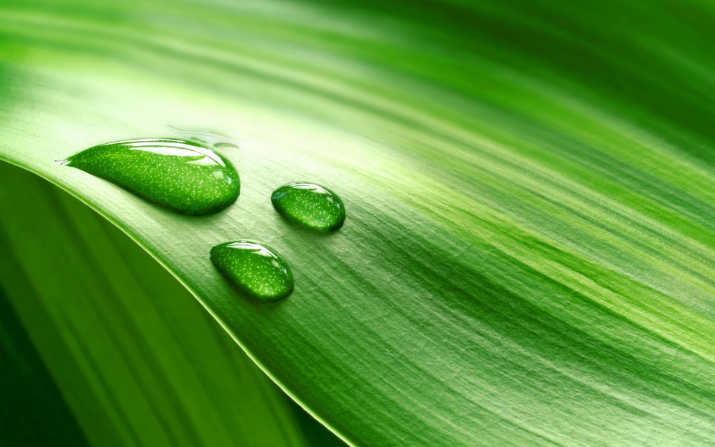 water_drop_on_green_leaf-1920x1200-1024x640